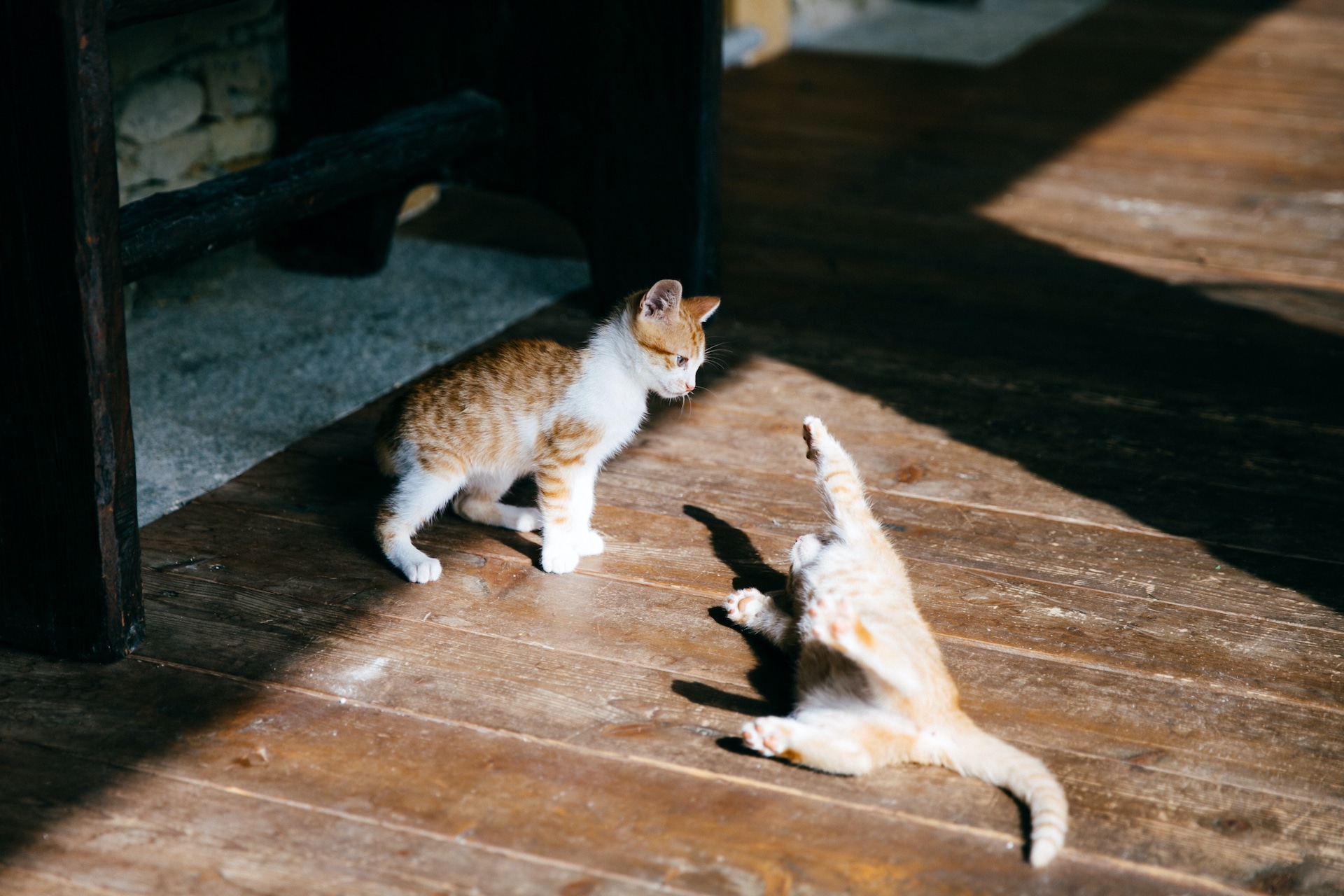 Dark or Light? 4 Things to Consider When Choosing the Colour of Your Timber Floors.
